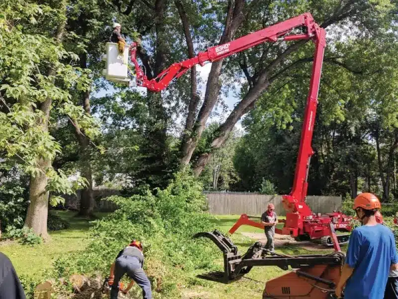 How to Remove Tree Stumps?