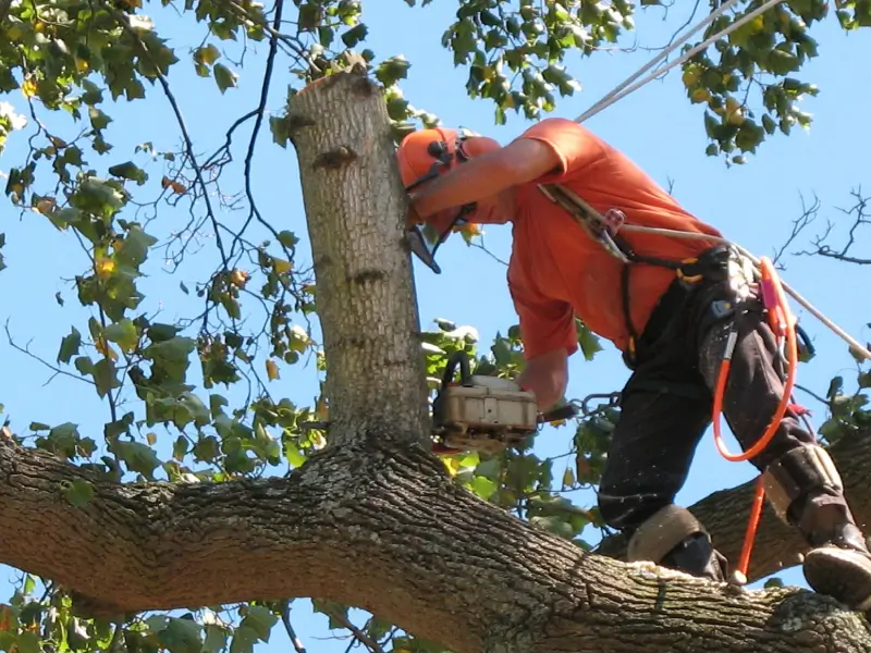 How Much Does a Tree Surgeon Cost?