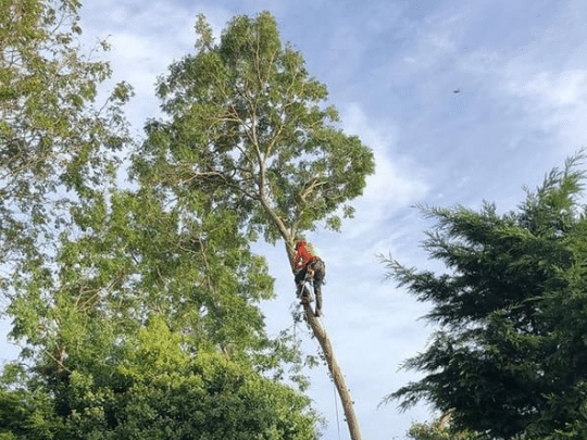 Tree Maintenance