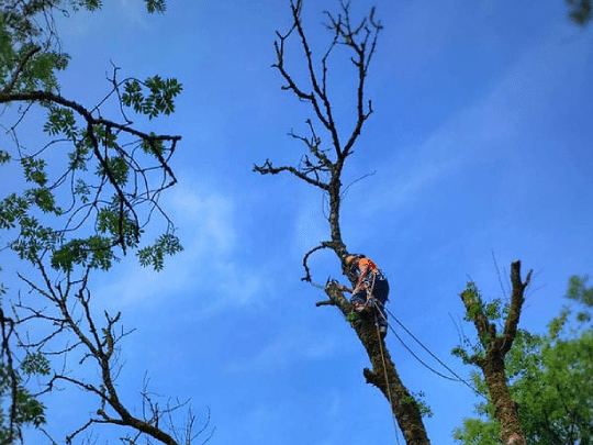 Tree surgery