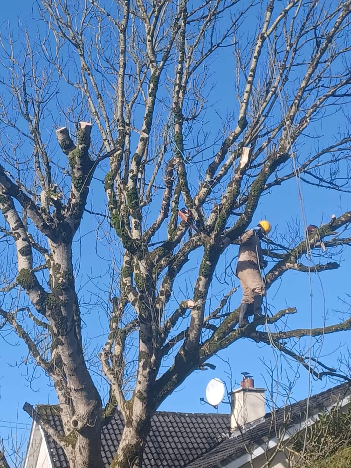 Tree Maintenance