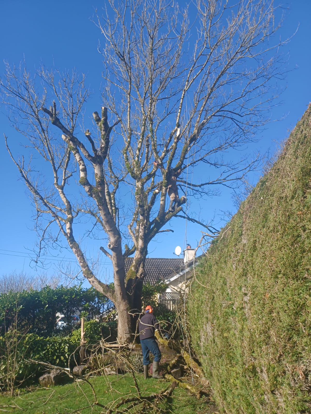 Tree Maintenance