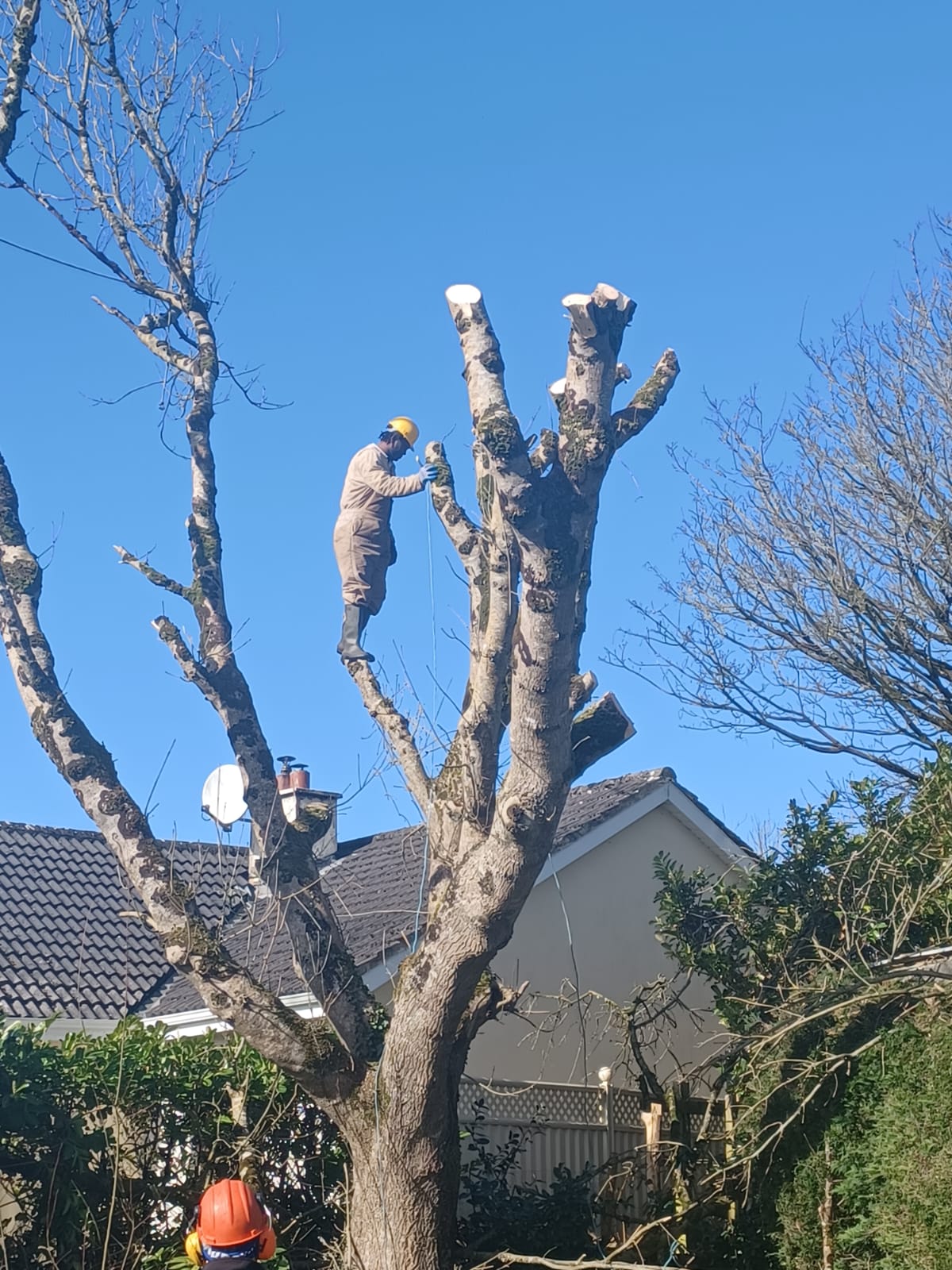 Tree Maintenance