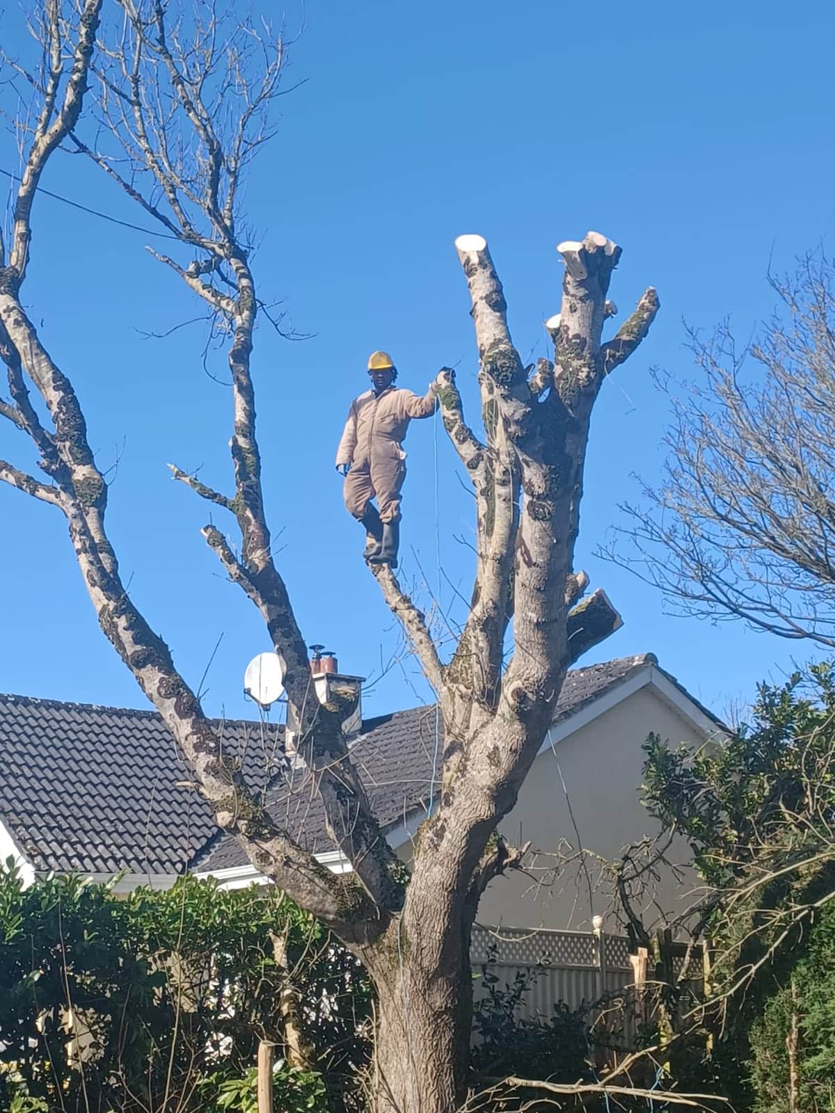 Tree Maintenance