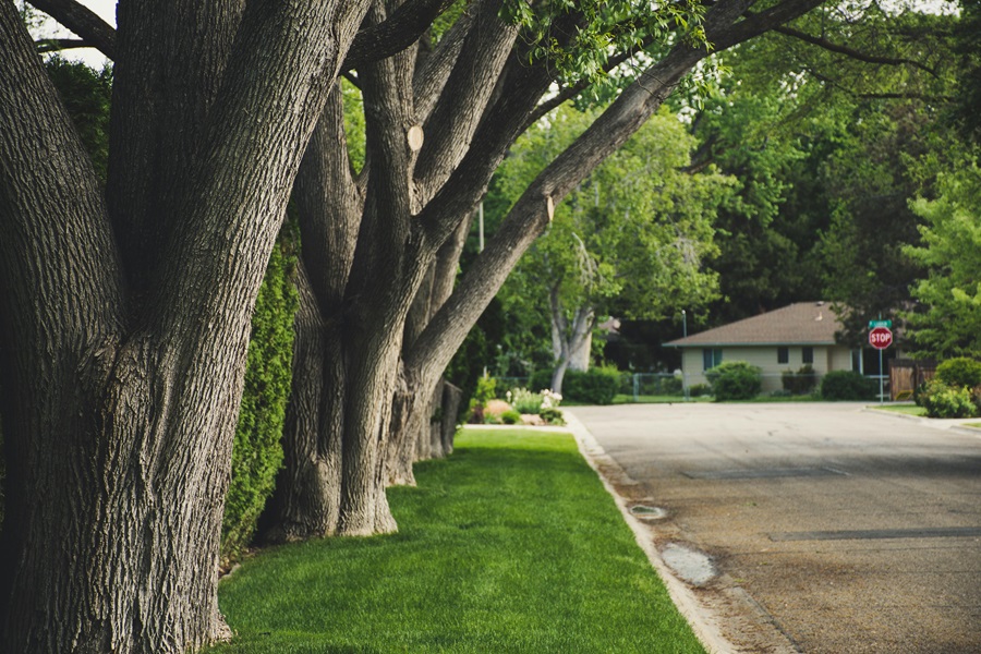 Winter Tree Care: Protecting Your Trees During the Cold Months